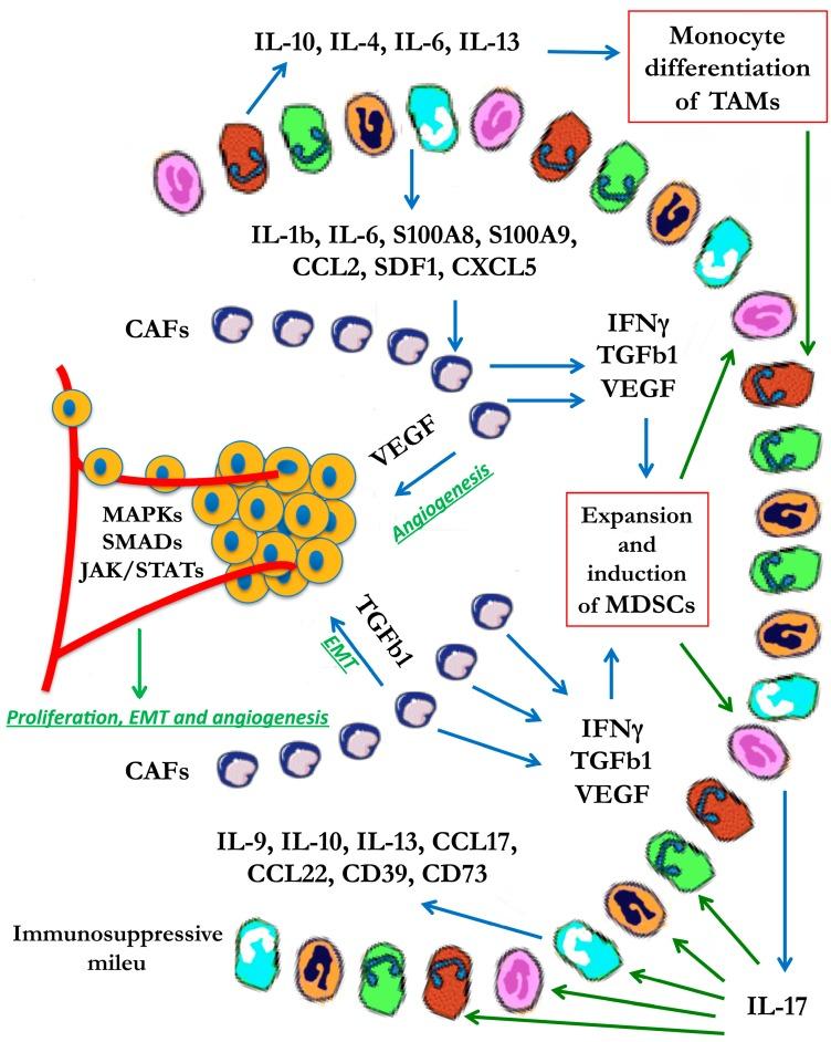 https://cdn.ncbi.nlm.nih.gov/pmc/blobs/a026/5344235/4f48ece9bcdc/biomedicines-03-00071-g002.jpg