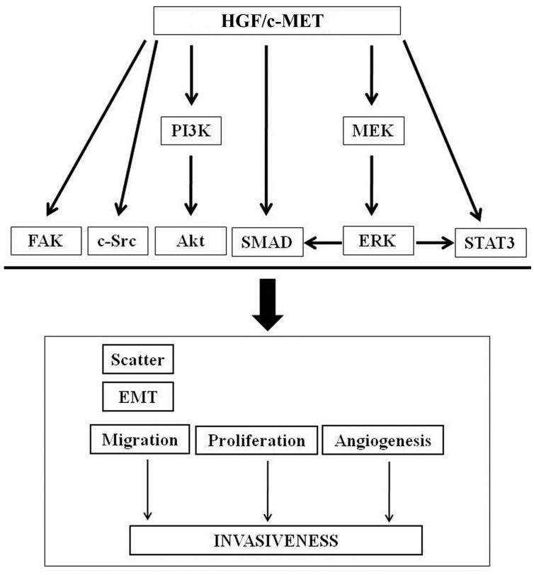 https://cdn.ncbi.nlm.nih.gov/pmc/blobs/a026/5344235/b6c156a4e1a2/biomedicines-03-00071-g004.jpg