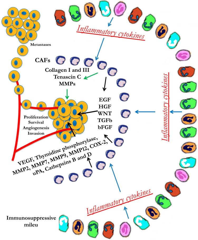 https://cdn.ncbi.nlm.nih.gov/pmc/blobs/a026/5344235/dba5ae3d0b72/biomedicines-03-00071-g003.jpg