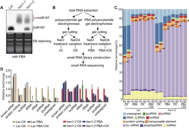 https://cdn.ncbi.nlm.nih.gov/pmc/blobs/a028/11317152/97e375692c8d/gkae537fig1.jpg