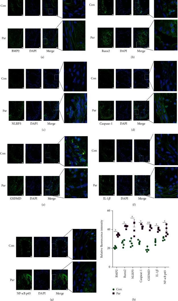 https://cdn.ncbi.nlm.nih.gov/pmc/blobs/a029/10985643/57e0a1a8a1de/CDTP2024-1506083.008.jpg