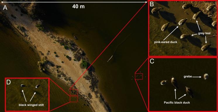 https://cdn.ncbi.nlm.nih.gov/pmc/blobs/a02a/4806640/67e79850a38b/peerj-04-1831-g004.jpg