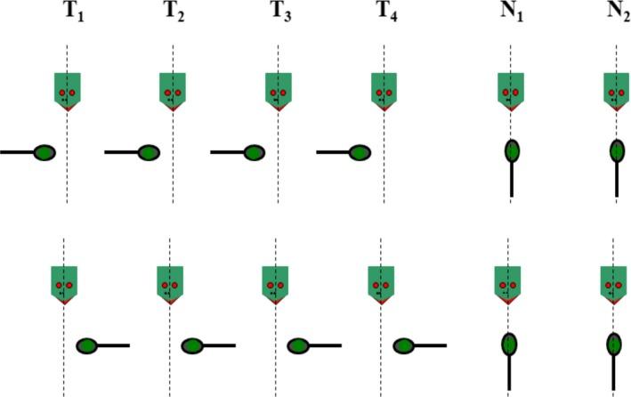 https://cdn.ncbi.nlm.nih.gov/pmc/blobs/a02d/6585606/2867744e429e/DEV-61-43-g002.jpg