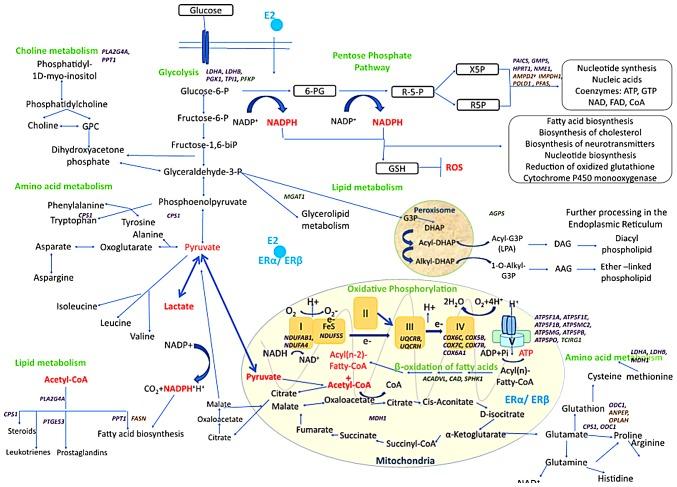 https://cdn.ncbi.nlm.nih.gov/pmc/blobs/a02e/6910176/2709769ddd0d/IJO-56-01-0033-g07.jpg
