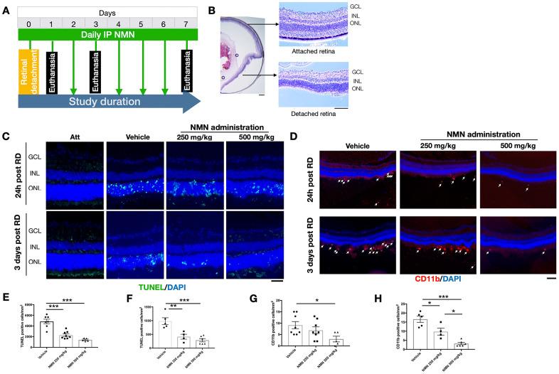 https://cdn.ncbi.nlm.nih.gov/pmc/blobs/a02f/7803565/97f96dd51b59/aging-12-202453-g001.jpg