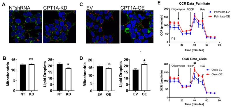 https://cdn.ncbi.nlm.nih.gov/pmc/blobs/a039/6830347/23734e9a51c4/cells-08-01115-g002.jpg