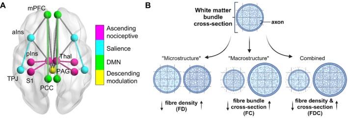 https://cdn.ncbi.nlm.nih.gov/pmc/blobs/a03c/11726370/284c20215b85/HBM-46-e70135-g008.jpg