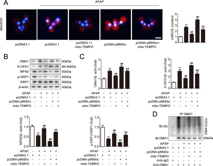https://cdn.ncbi.nlm.nih.gov/pmc/blobs/a03d/7648761/de9c6a663644/41419_2020_3160_Fig3_HTML.jpg