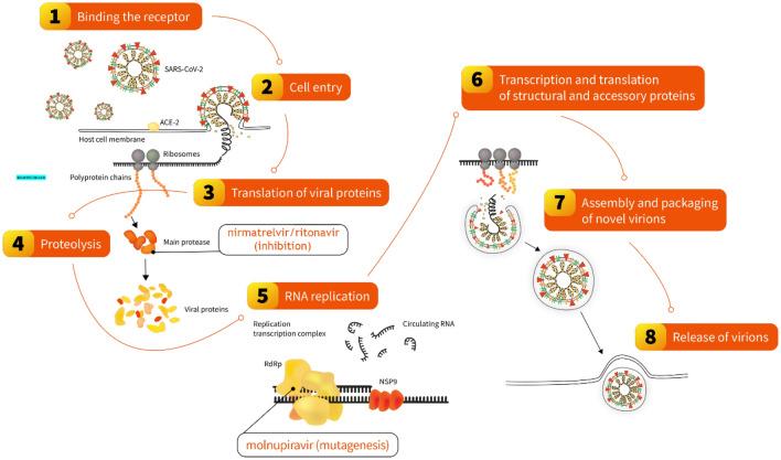 https://cdn.ncbi.nlm.nih.gov/pmc/blobs/a03d/9726805/c12344b343d1/43440_2022_388_Fig3_HTML.jpg