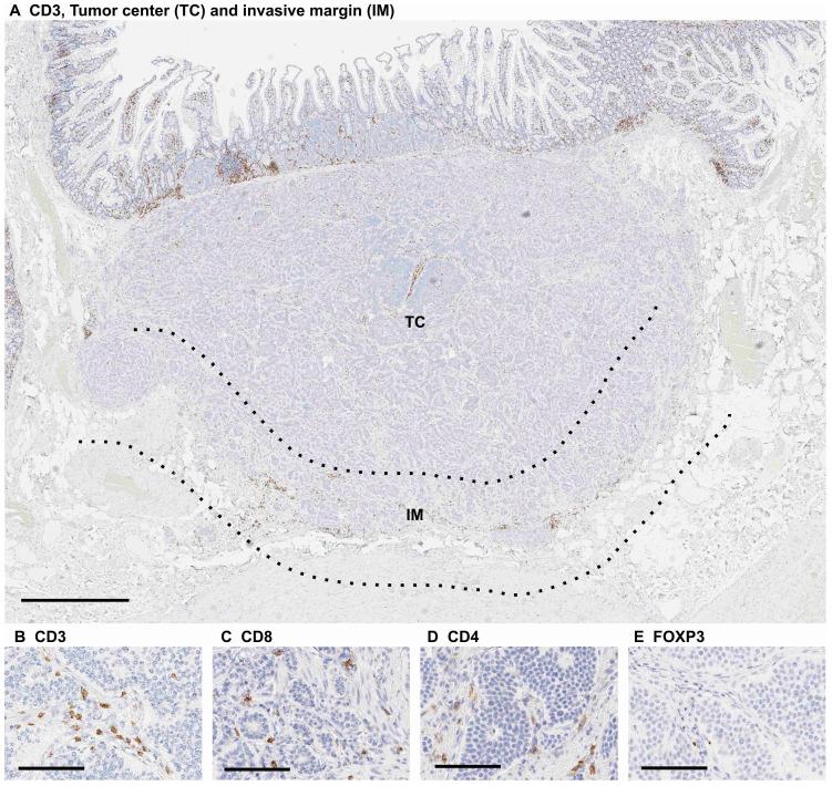 https://cdn.ncbi.nlm.nih.gov/pmc/blobs/a03f/8293127/93ef48ae3b81/diseases-09-00042-g002.jpg