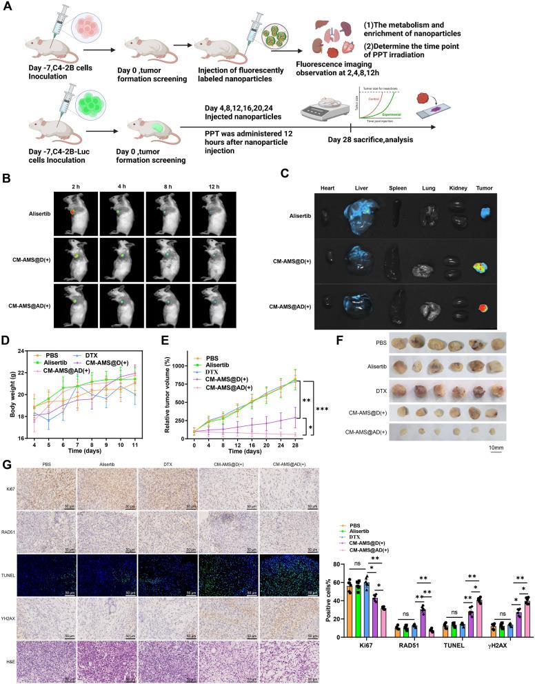 https://cdn.ncbi.nlm.nih.gov/pmc/blobs/a042/11684087/d9b2a6b8f094/12951_2024_3070_Fig6_HTML.jpg
