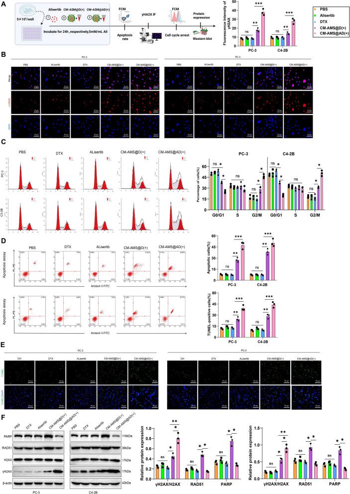 https://cdn.ncbi.nlm.nih.gov/pmc/blobs/a042/11684087/e7b6f2d4ae48/12951_2024_3070_Fig4_HTML.jpg