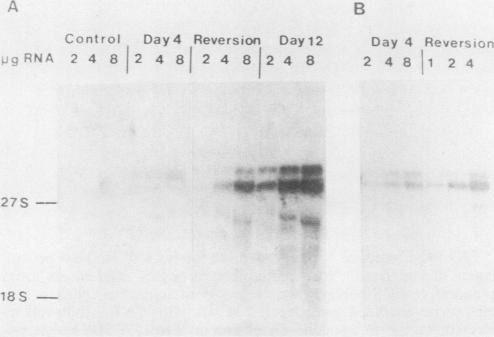 https://cdn.ncbi.nlm.nih.gov/pmc/blobs/a044/366872/30fd97c35337/molcellb00102-0232-b.jpg