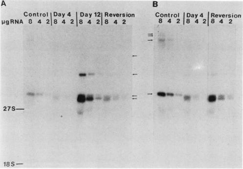 https://cdn.ncbi.nlm.nih.gov/pmc/blobs/a044/366872/36ee0beed4ac/molcellb00102-0233-a.jpg