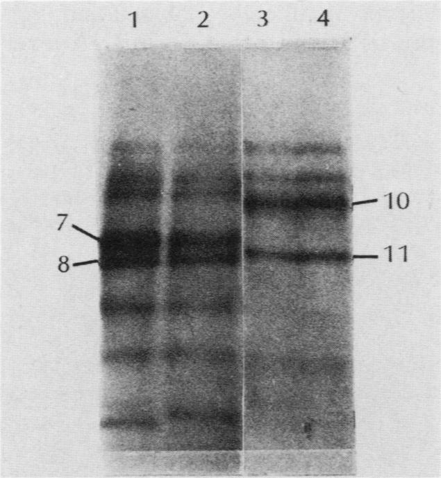 https://cdn.ncbi.nlm.nih.gov/pmc/blobs/a044/366872/9a724a8024b2/molcellb00102-0231-a.jpg