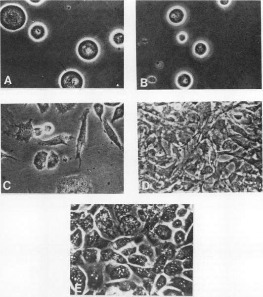 https://cdn.ncbi.nlm.nih.gov/pmc/blobs/a044/366872/a0f650631911/molcellb00102-0229-a.jpg