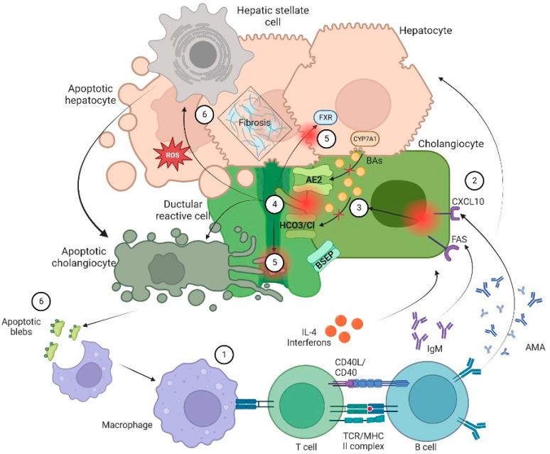 https://cdn.ncbi.nlm.nih.gov/pmc/blobs/a047/10296345/0982eb3b7510/biomedicines-11-01713-g001.jpg