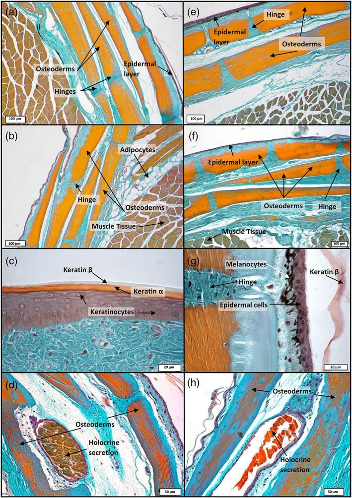 https://cdn.ncbi.nlm.nih.gov/pmc/blobs/a048/7839682/fd67936af83d/JMOR-282-230-g002.jpg