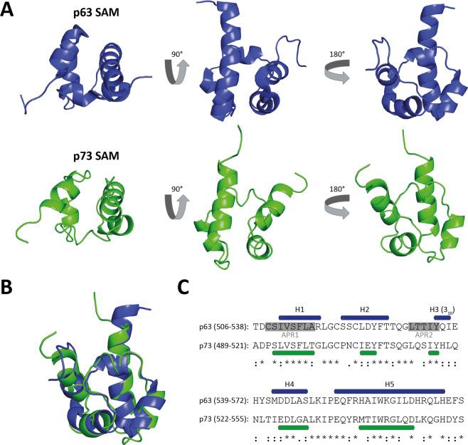 https://cdn.ncbi.nlm.nih.gov/pmc/blobs/a048/9091270/011f9ab70365/41418_2022_975_Fig5_HTML.jpg