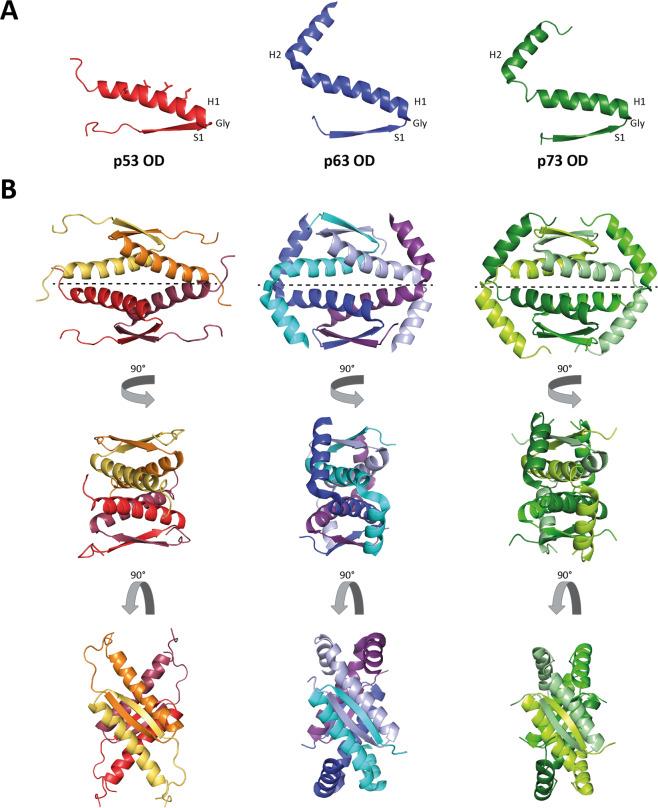 https://cdn.ncbi.nlm.nih.gov/pmc/blobs/a048/9091270/1c56bd8ea8d0/41418_2022_975_Fig4_HTML.jpg