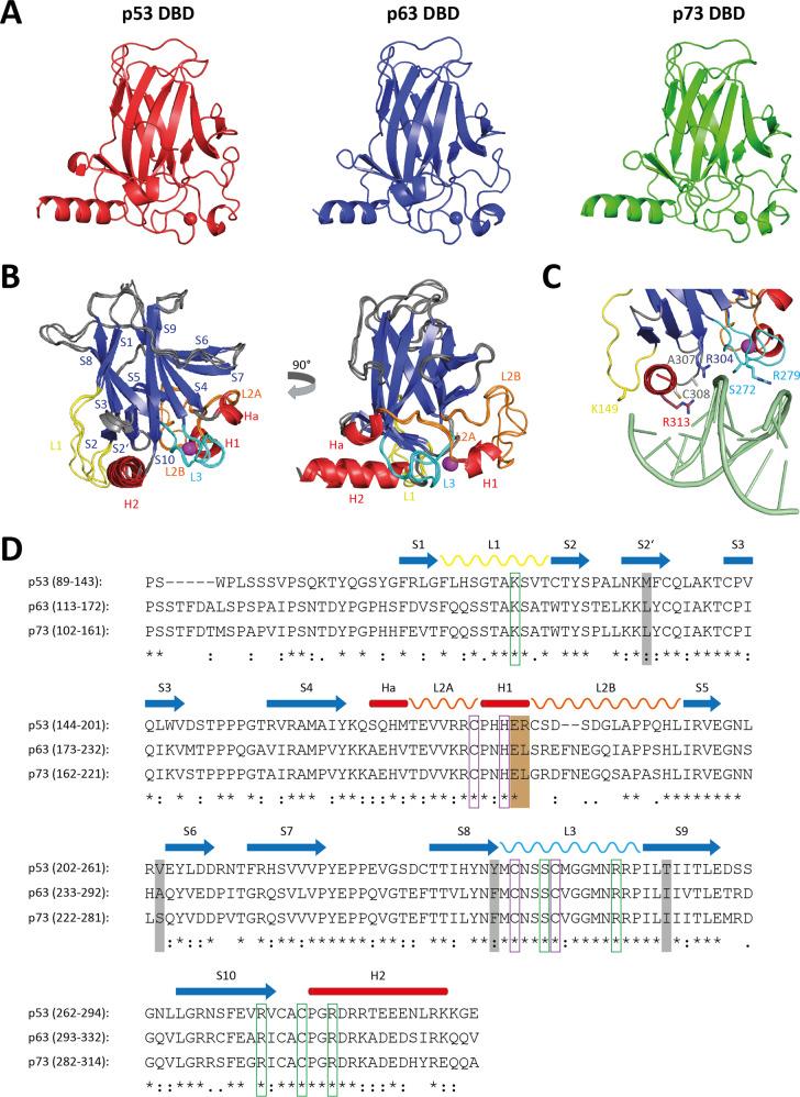 https://cdn.ncbi.nlm.nih.gov/pmc/blobs/a048/9091270/242840e290ea/41418_2022_975_Fig3_HTML.jpg