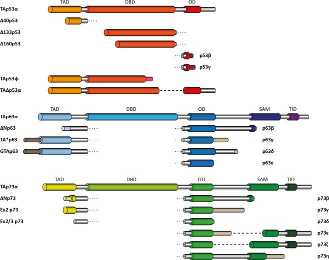https://cdn.ncbi.nlm.nih.gov/pmc/blobs/a048/9091270/ab3c2649f92e/41418_2022_975_Fig1_HTML.jpg
