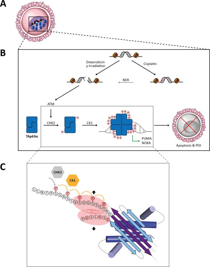 https://cdn.ncbi.nlm.nih.gov/pmc/blobs/a048/9091270/b099a18af101/41418_2022_975_Fig7_HTML.jpg