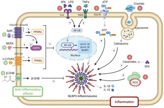 https://cdn.ncbi.nlm.nih.gov/pmc/blobs/a049/8616386/43d8453b4868/cells-10-03023-g004.jpg