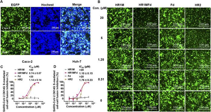 https://cdn.ncbi.nlm.nih.gov/pmc/blobs/a049/9278106/49546e6f6cb1/jvi.00681-22-f006.jpg