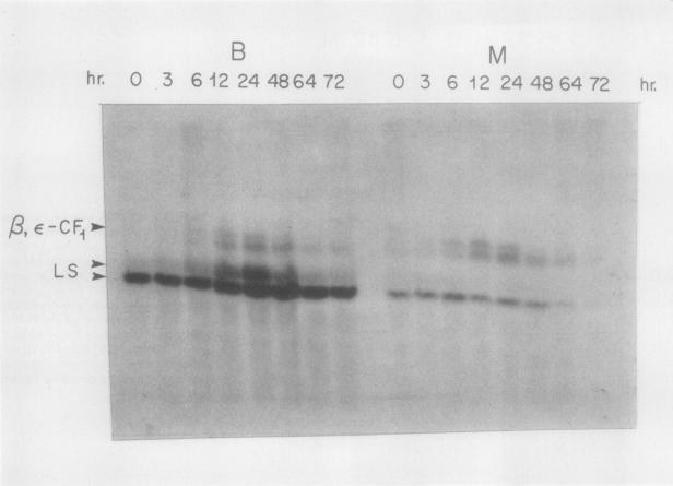 https://cdn.ncbi.nlm.nih.gov/pmc/blobs/a04a/1075029/fbcbf123a450/plntphys00595-0160-a.jpg