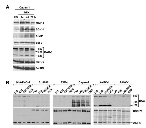 https://cdn.ncbi.nlm.nih.gov/pmc/blobs/a04d/1434760/821bf55ffab0/1471-2407-6-61-7.jpg