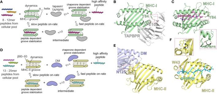 https://cdn.ncbi.nlm.nih.gov/pmc/blobs/a04f/6056622/bfdb18768e8d/fimmu-09-01657-g002.jpg