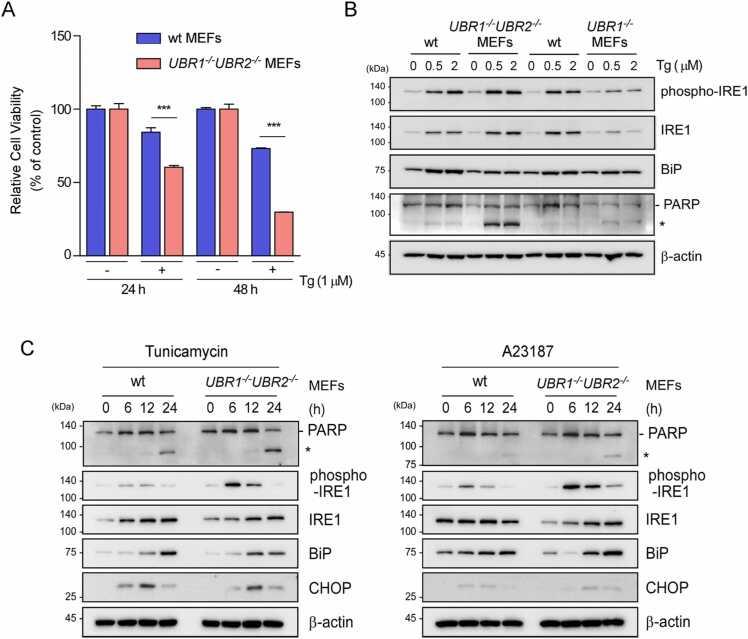 https://cdn.ncbi.nlm.nih.gov/pmc/blobs/a053/10880078/40c51dbb0348/gr1.jpg