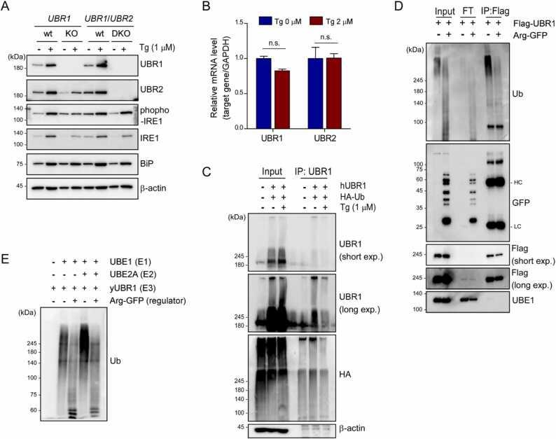 https://cdn.ncbi.nlm.nih.gov/pmc/blobs/a053/10880078/a25e0c8f4584/gr3.jpg