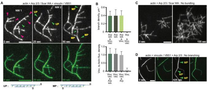 https://cdn.ncbi.nlm.nih.gov/pmc/blobs/a058/7682986/1c30a4c36549/elife-53990-fig3.jpg