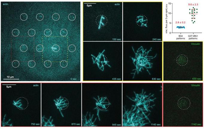 https://cdn.ncbi.nlm.nih.gov/pmc/blobs/a058/7682986/1d3562c0b279/elife-53990-fig4-figsupp1.jpg