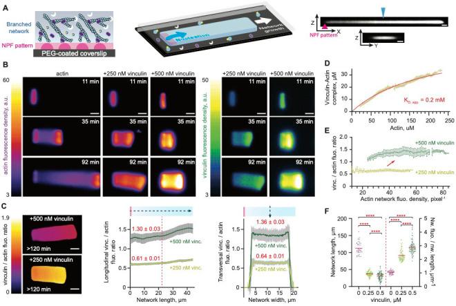 https://cdn.ncbi.nlm.nih.gov/pmc/blobs/a058/7682986/918a7e932929/elife-53990-fig1.jpg