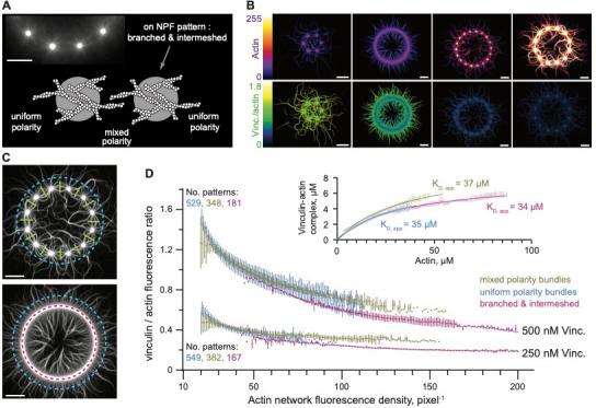 https://cdn.ncbi.nlm.nih.gov/pmc/blobs/a058/7682986/aefae059b173/elife-53990-fig2.jpg