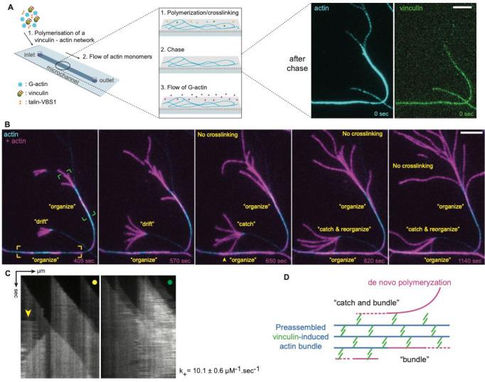 https://cdn.ncbi.nlm.nih.gov/pmc/blobs/a058/7682986/cca9f0aafd4d/elife-53990-fig4-figsupp2.jpg