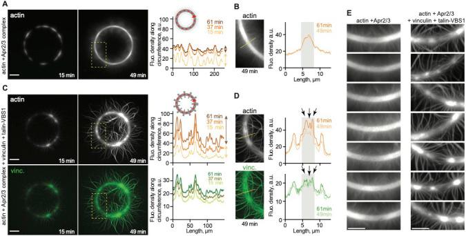 https://cdn.ncbi.nlm.nih.gov/pmc/blobs/a058/7682986/e022e7e8c720/elife-53990-fig2-figsupp3.jpg