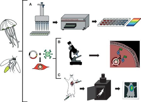 https://cdn.ncbi.nlm.nih.gov/pmc/blobs/a059/3823173/53dcba51a26b/jcmm0017-0693-f3.jpg
