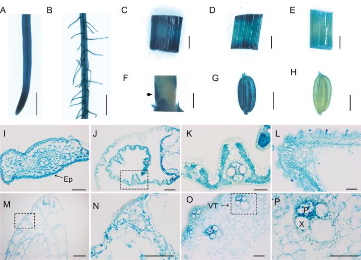 https://cdn.ncbi.nlm.nih.gov/pmc/blobs/a05b/7410190/3823b47c326f/eraa256f0001.jpg