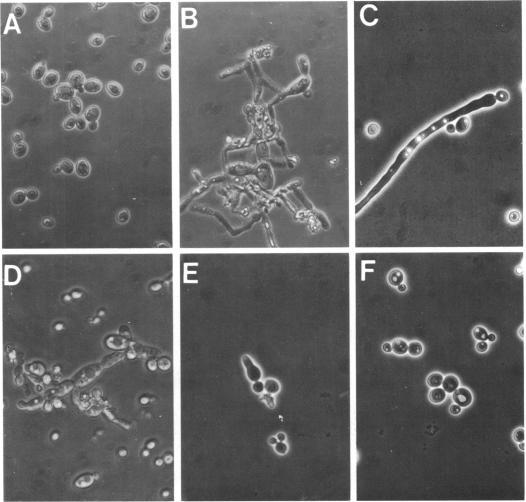 https://cdn.ncbi.nlm.nih.gov/pmc/blobs/a05f/185943/3030b7987b67/aac00200-0189-a.jpg