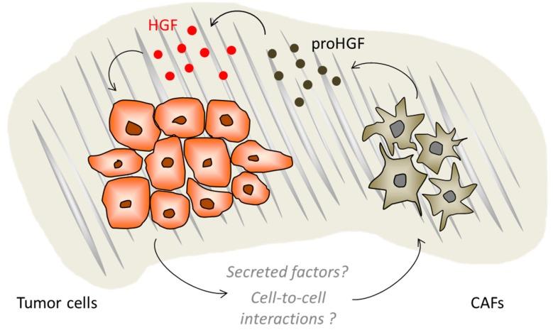 https://cdn.ncbi.nlm.nih.gov/pmc/blobs/a063/6321305/3ebd0ec6a243/ijms-19-03920-g003.jpg