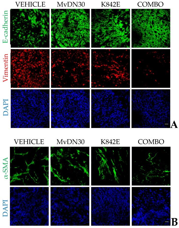 https://cdn.ncbi.nlm.nih.gov/pmc/blobs/a063/6321305/69214315ebe3/ijms-19-03920-g004.jpg