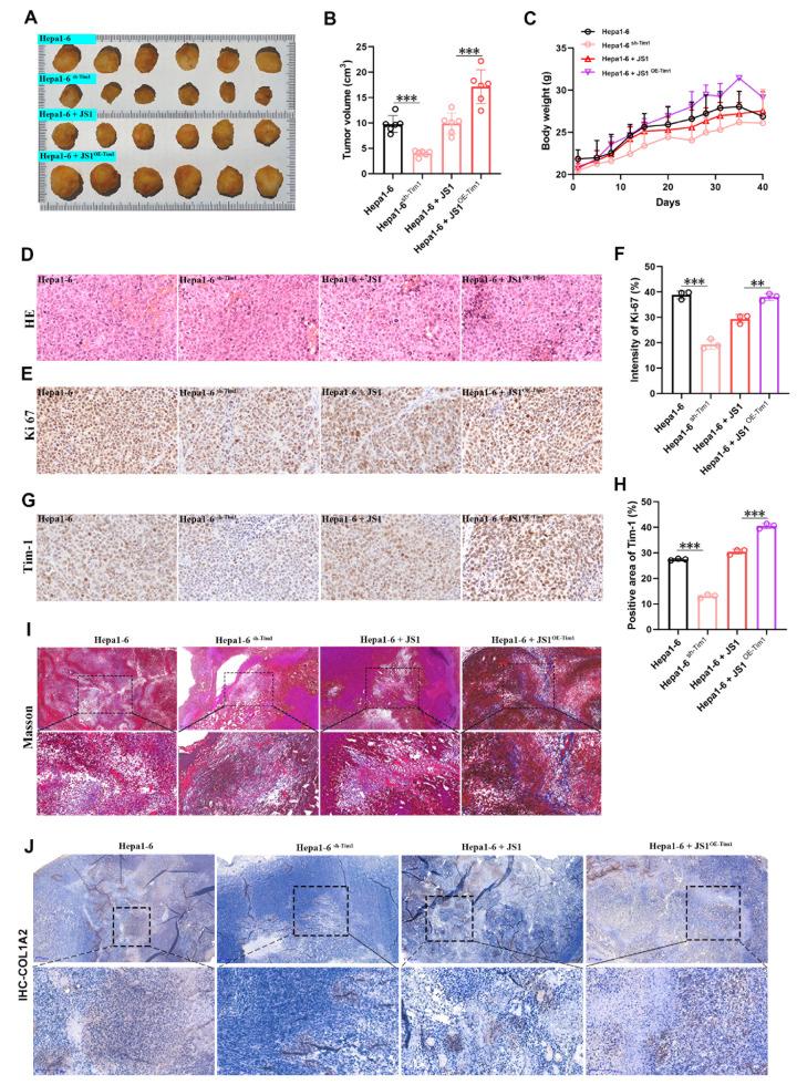 https://cdn.ncbi.nlm.nih.gov/pmc/blobs/a067/11693869/8dd2a1cb98c0/abbs-2024-533-t7.jpg