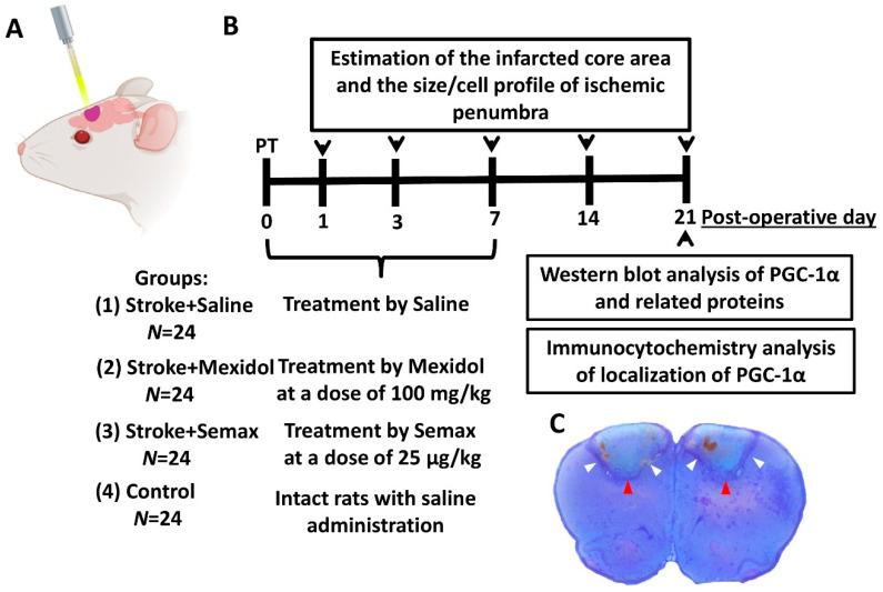 https://cdn.ncbi.nlm.nih.gov/pmc/blobs/a069/8002020/ad434a8157eb/brainsci-11-00325-g002.jpg