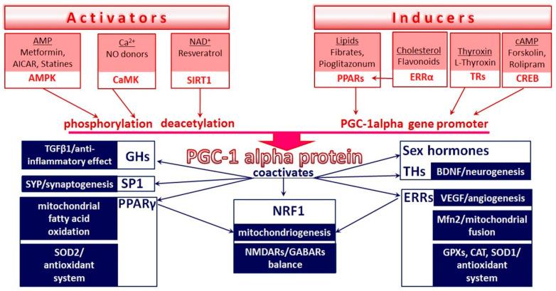 https://cdn.ncbi.nlm.nih.gov/pmc/blobs/a069/8002020/ef95611905ff/brainsci-11-00325-g001.jpg
