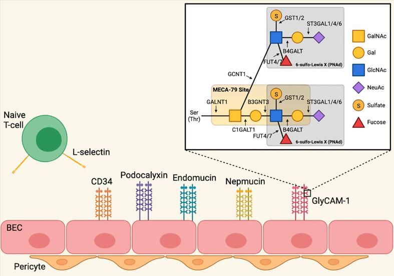 https://cdn.ncbi.nlm.nih.gov/pmc/blobs/a069/9520236/ca5b4be3a6c0/fimmu-13-1009306-g001.jpg