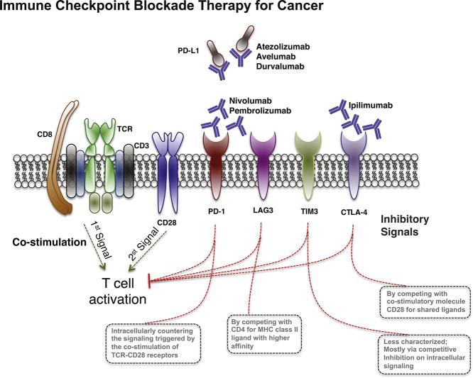 https://cdn.ncbi.nlm.nih.gov/pmc/blobs/a06a/6558092/fbe0a2e4dbab/ga1.jpg